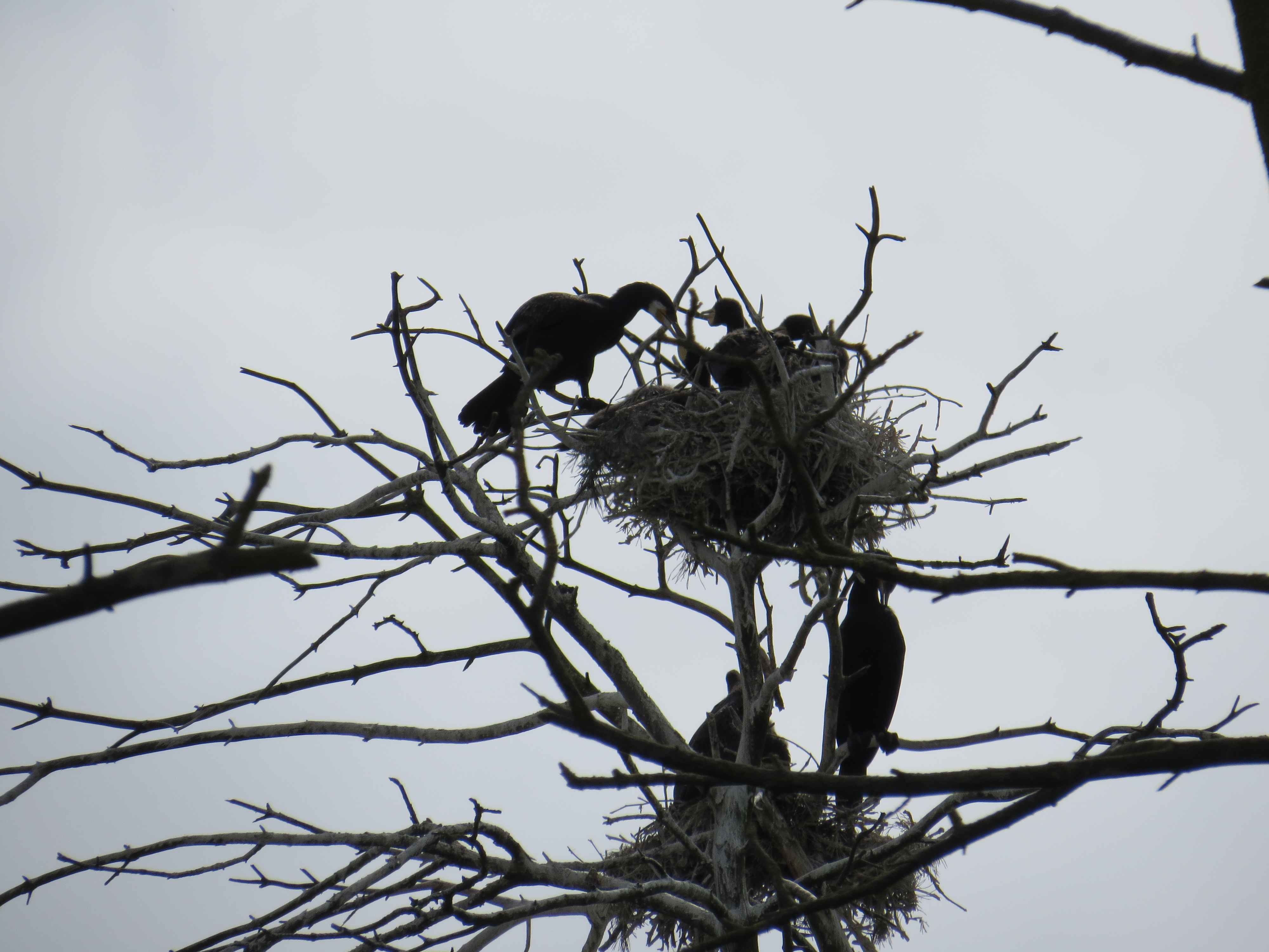 Juodkranté Neringa Lituanie oiseaux
