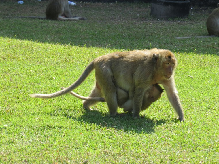 Singes de Lopburi Thailande 