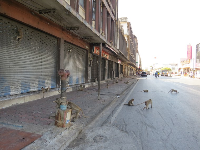 Lopburi ville des singes 