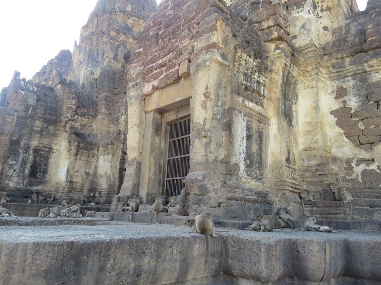 Singes Lopburi temple
