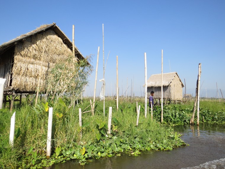 Jardins flottants sur Lac Inlé