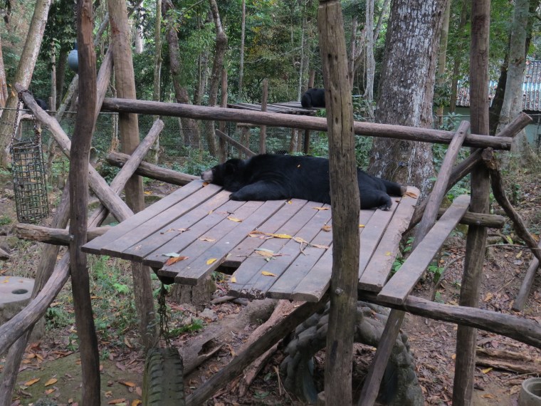 Tat Kuang Si Waterfalls Rescue bears