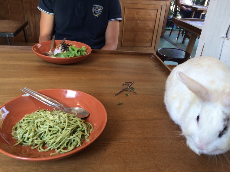 Rabbit Café Pai