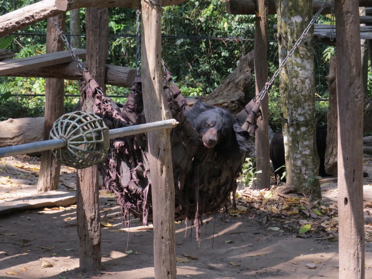 Rescue bears : Tat Kuang Si Waterfalls