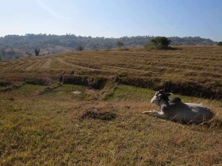Trek Kalaw Lac Inlé 2 jours