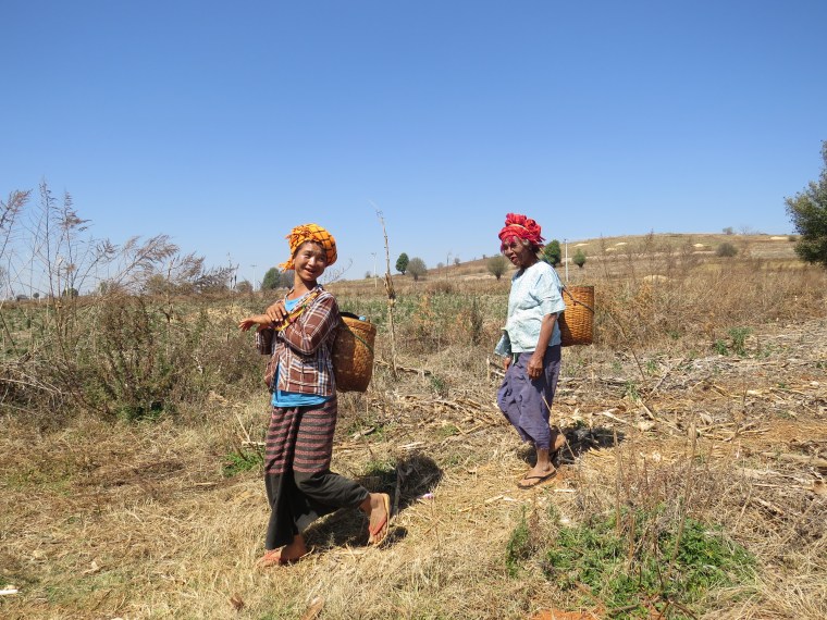 Femmes aux champs - Kalaw - Myanmar 