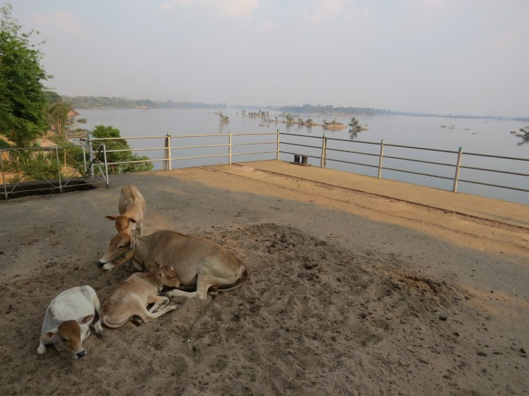 Voir Dauphins 4000 îles Laos 