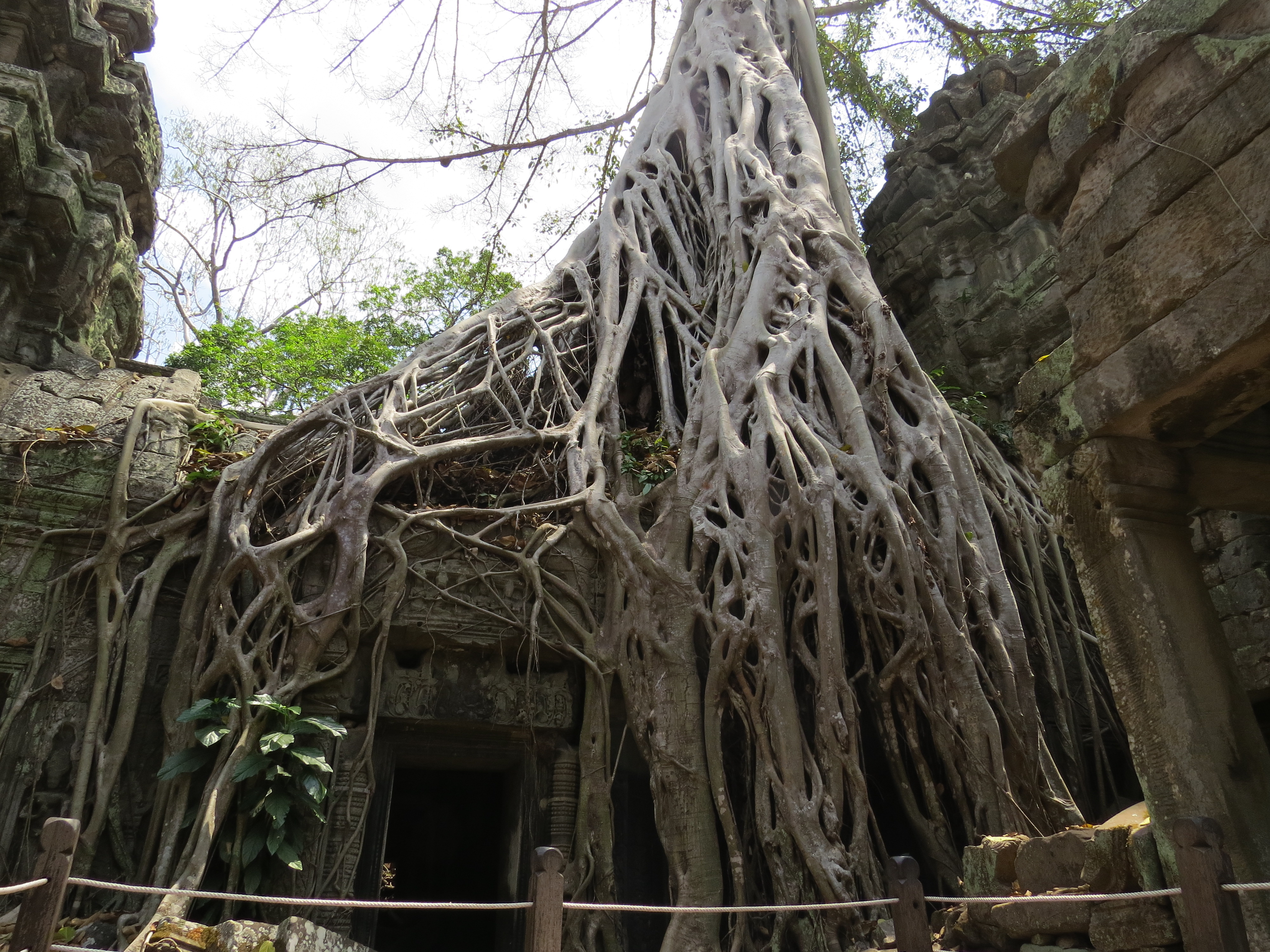 Ta Prohm impressionnant 