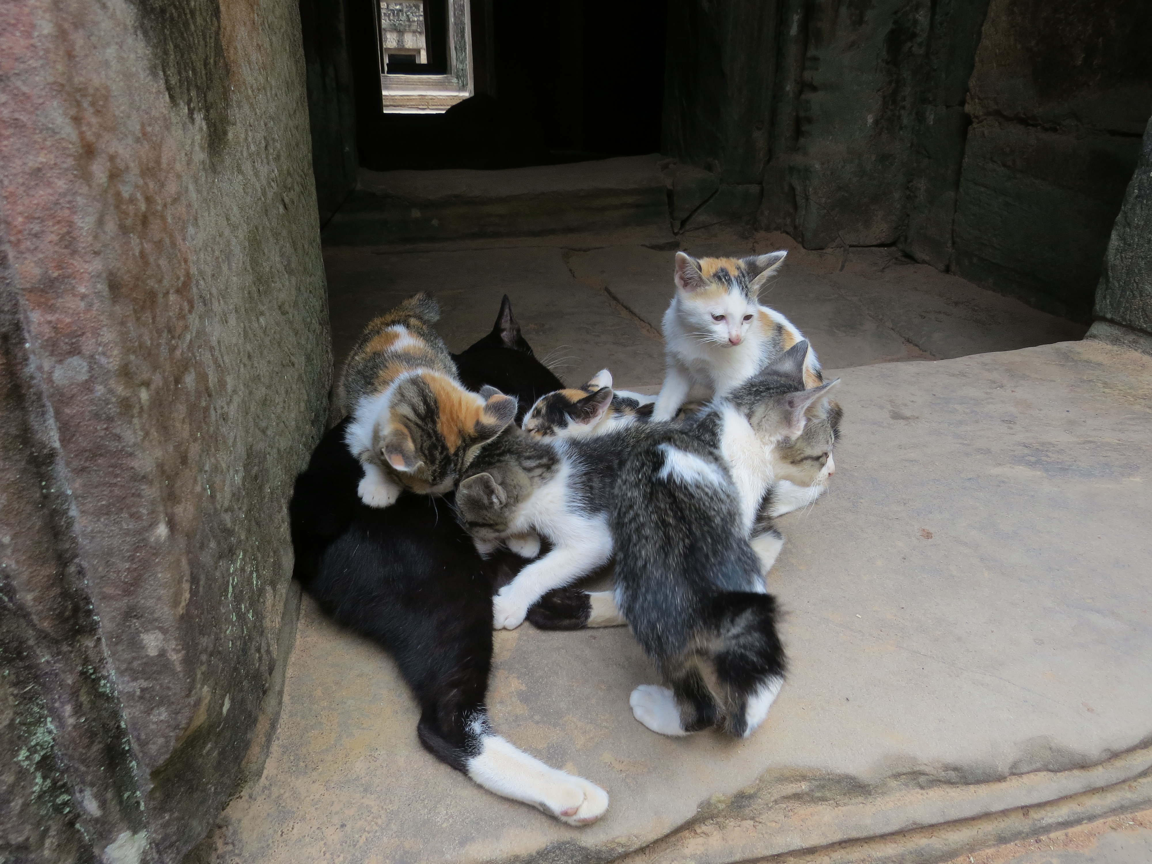 Photo de chat cambodge 