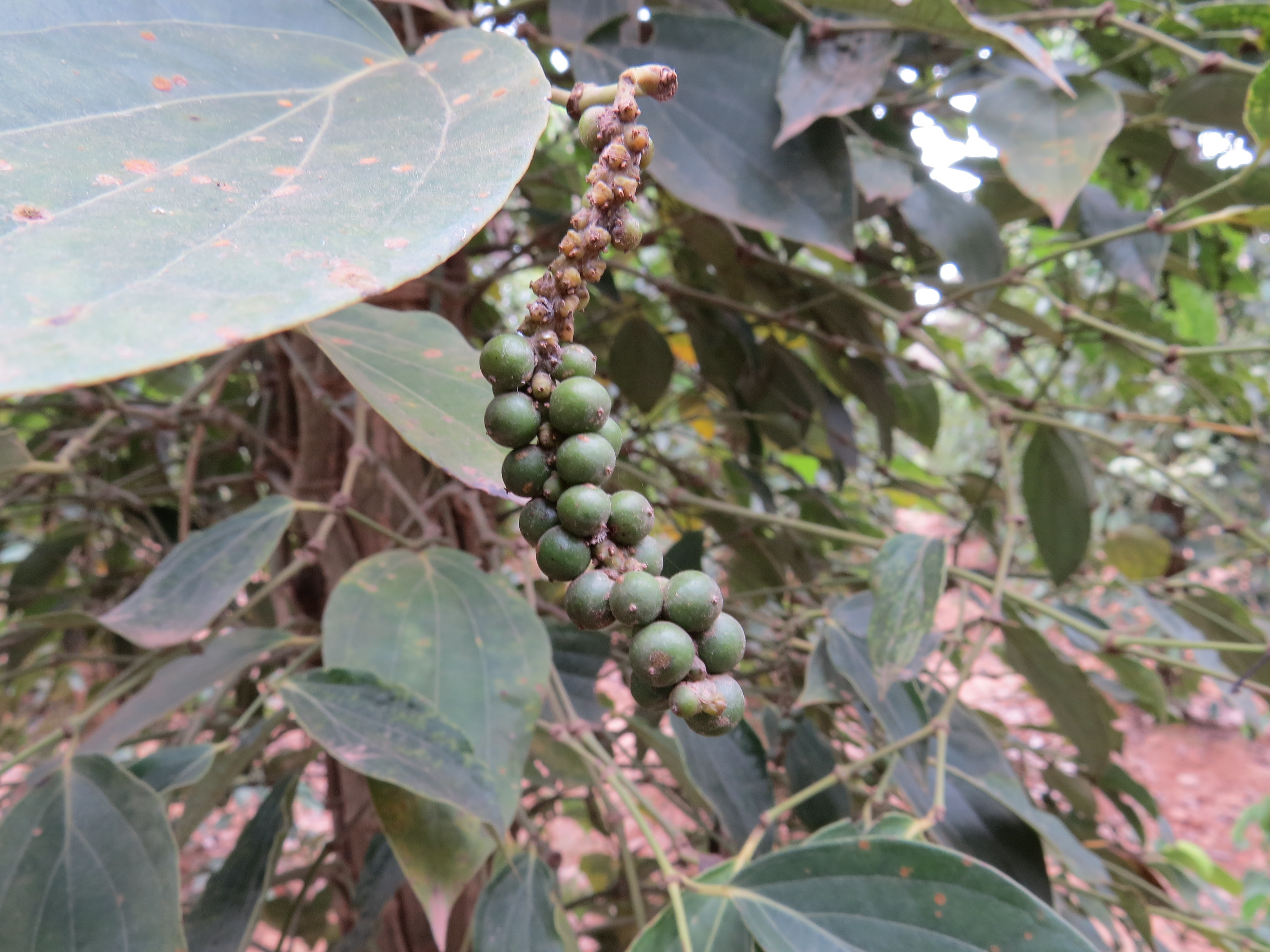 plantation poivre Kampot