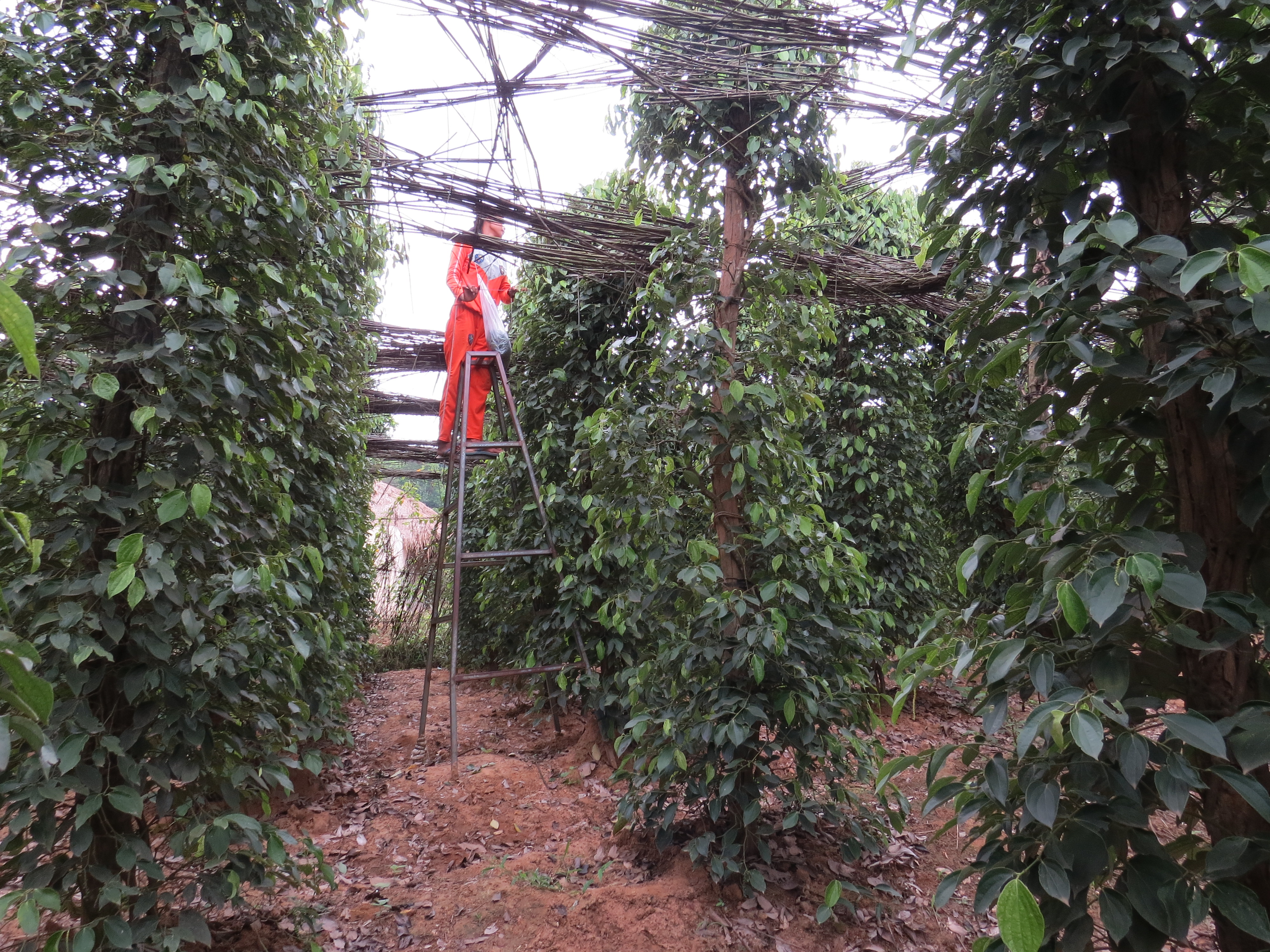 plantation poivre Kampot Cambodge