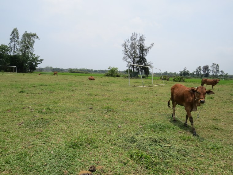 Vélo sur île de Cam Kim Hoi An