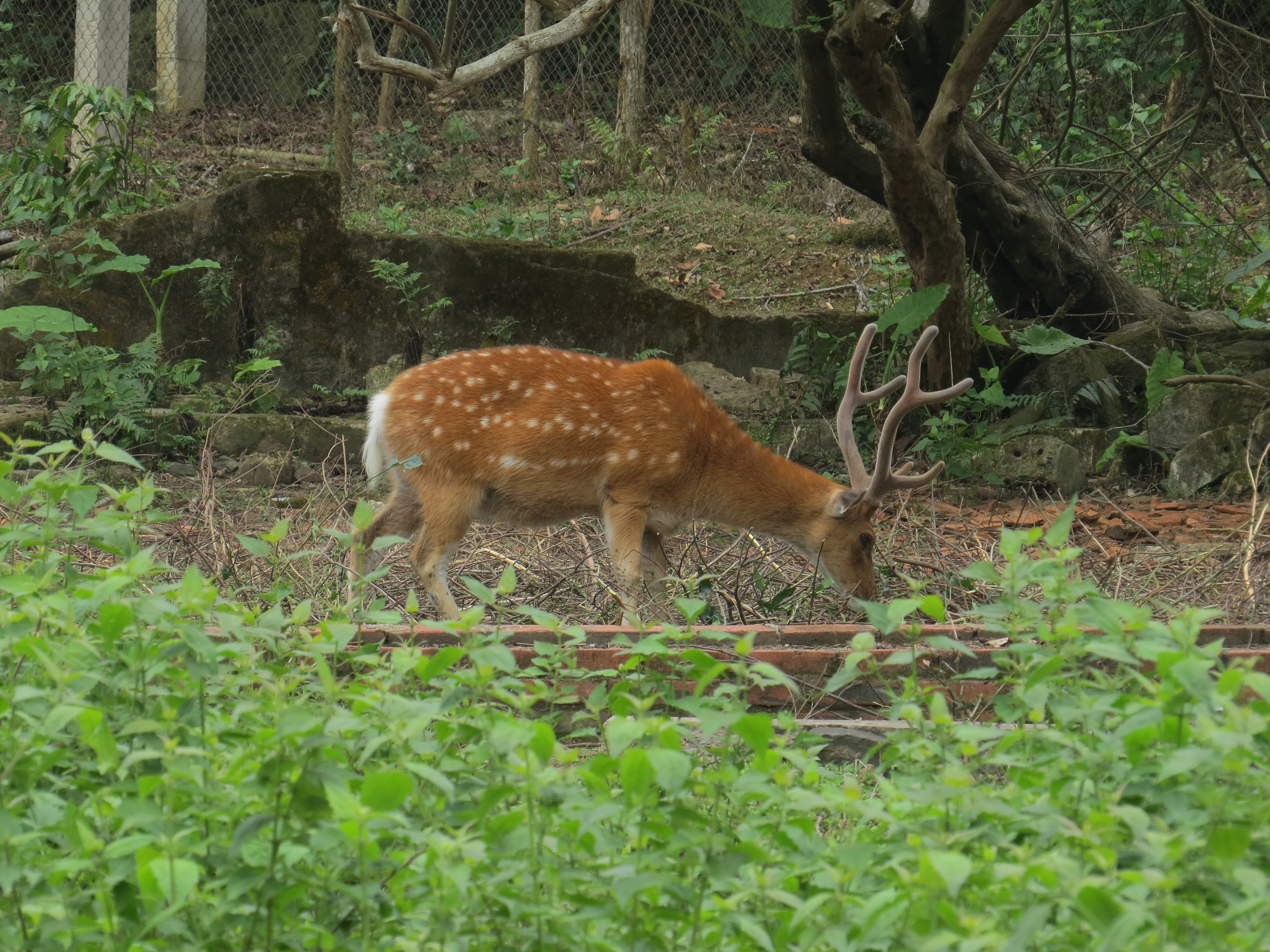 Point de vue Ngu Lam Peak Cat Ba