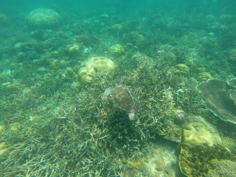 Tortue Porton Barton