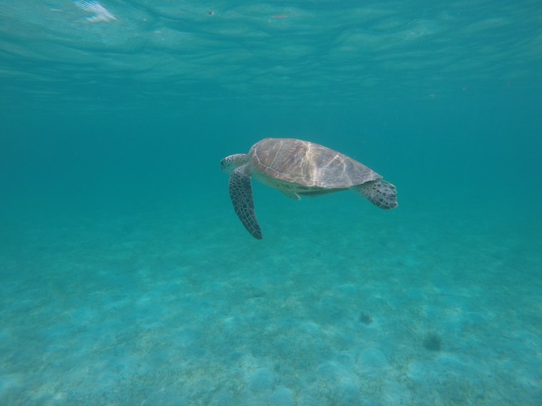Island Hopping tortue port barton