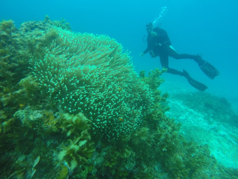 Club de plongée port barton