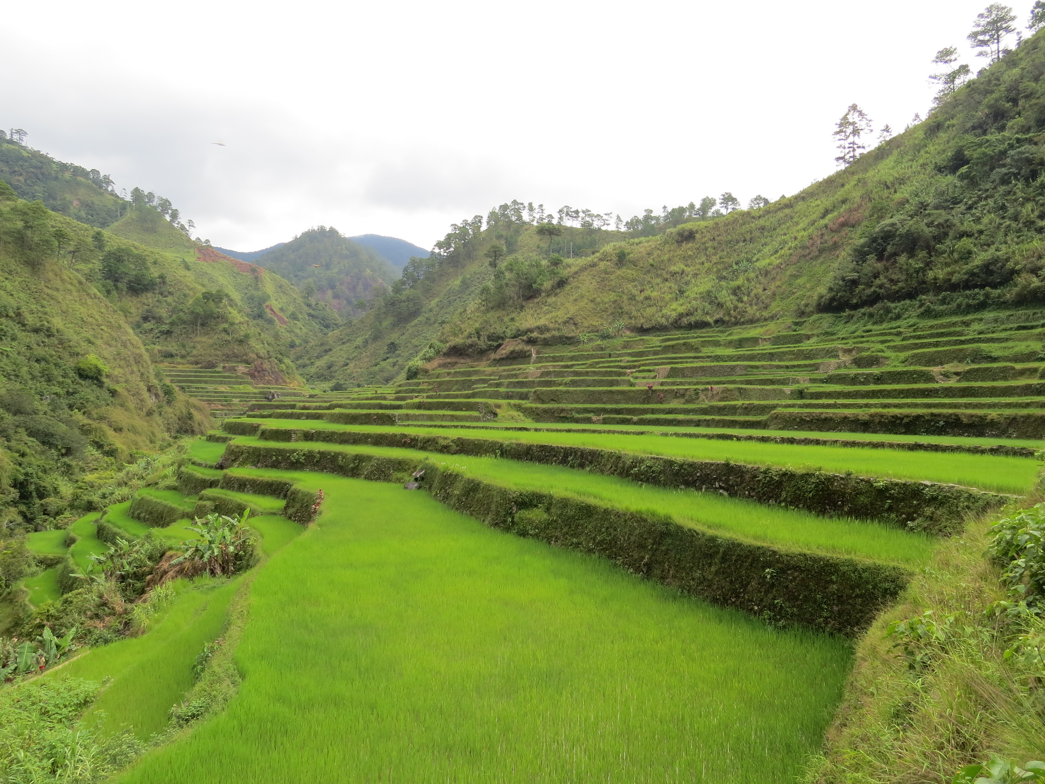 Rizière Banaue Philippines