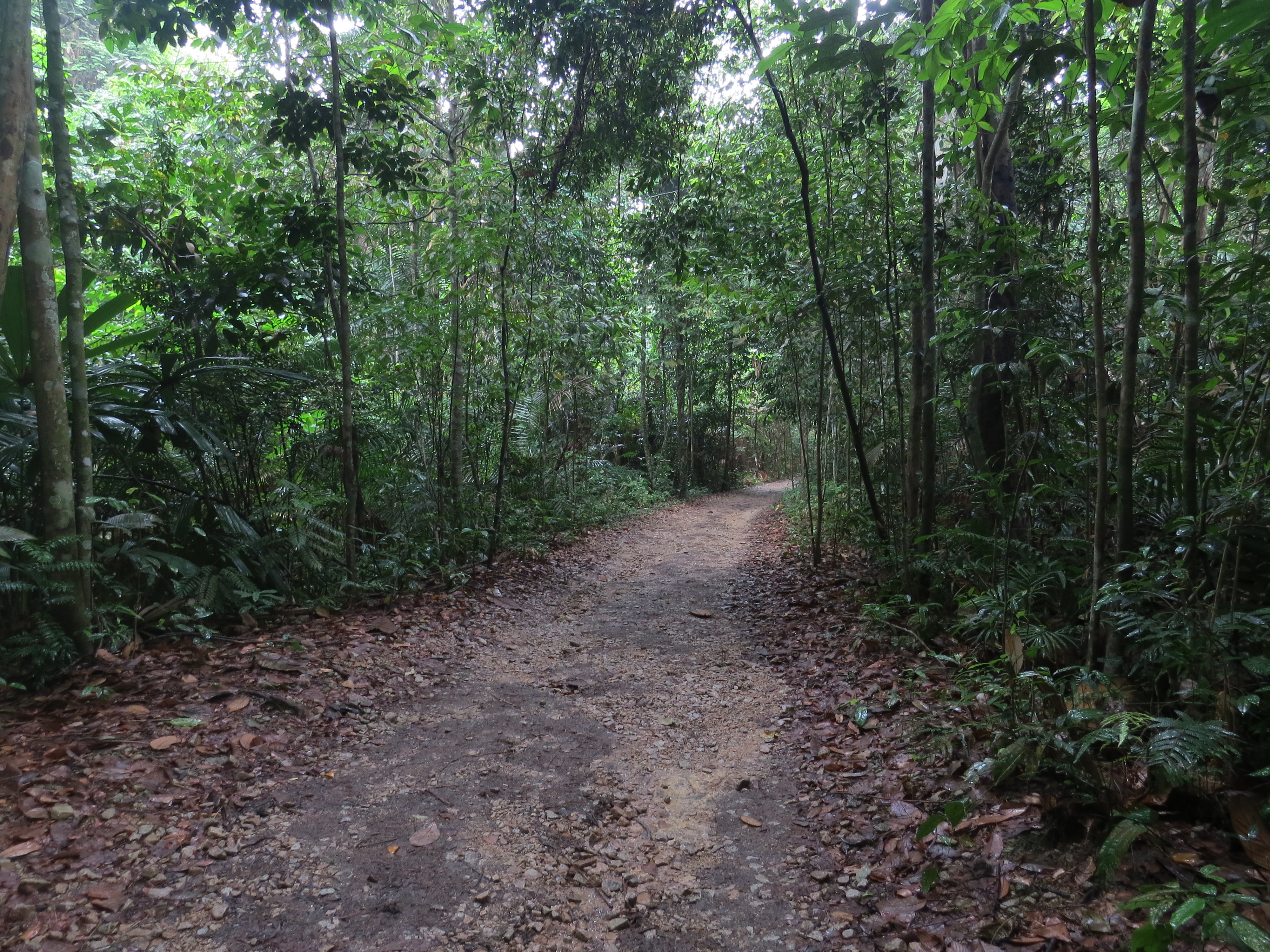 Randonnée jungle Singapour