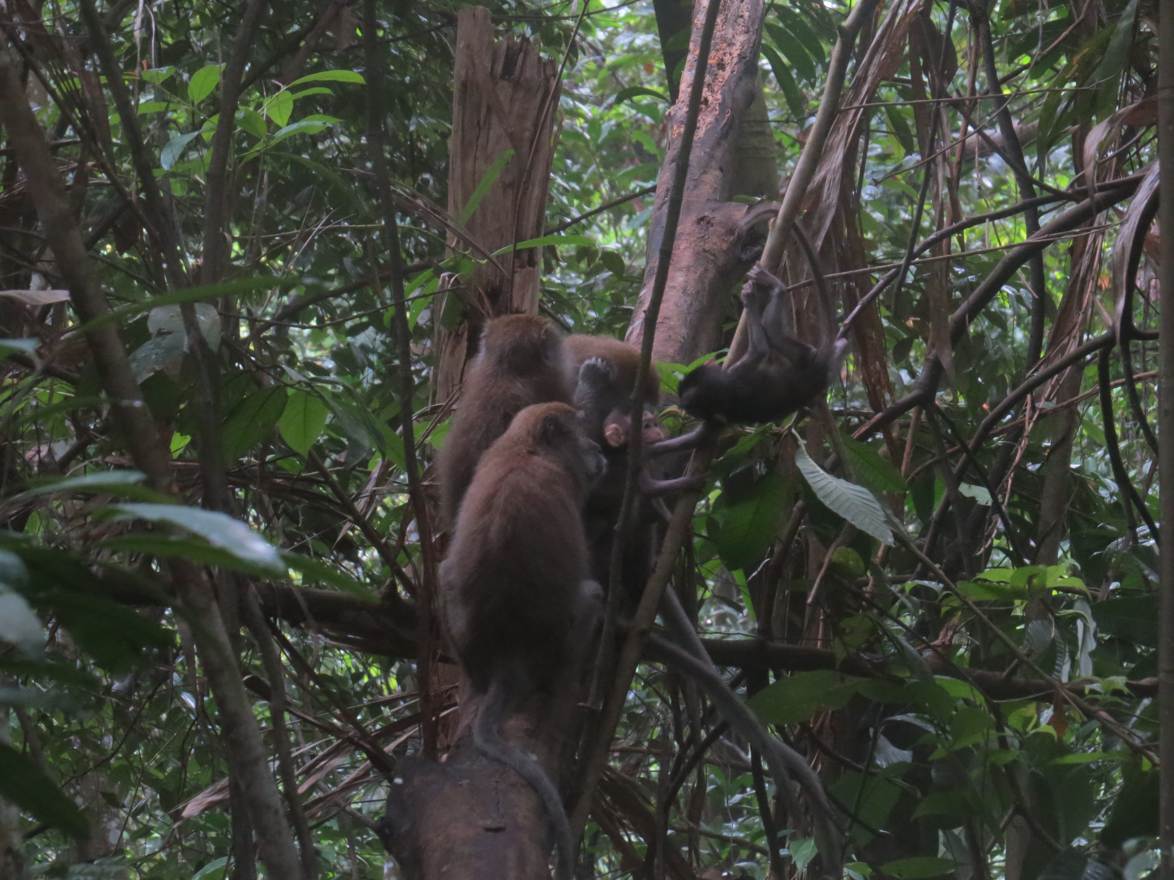 Mac Ritchie réservoir singes Singapour
