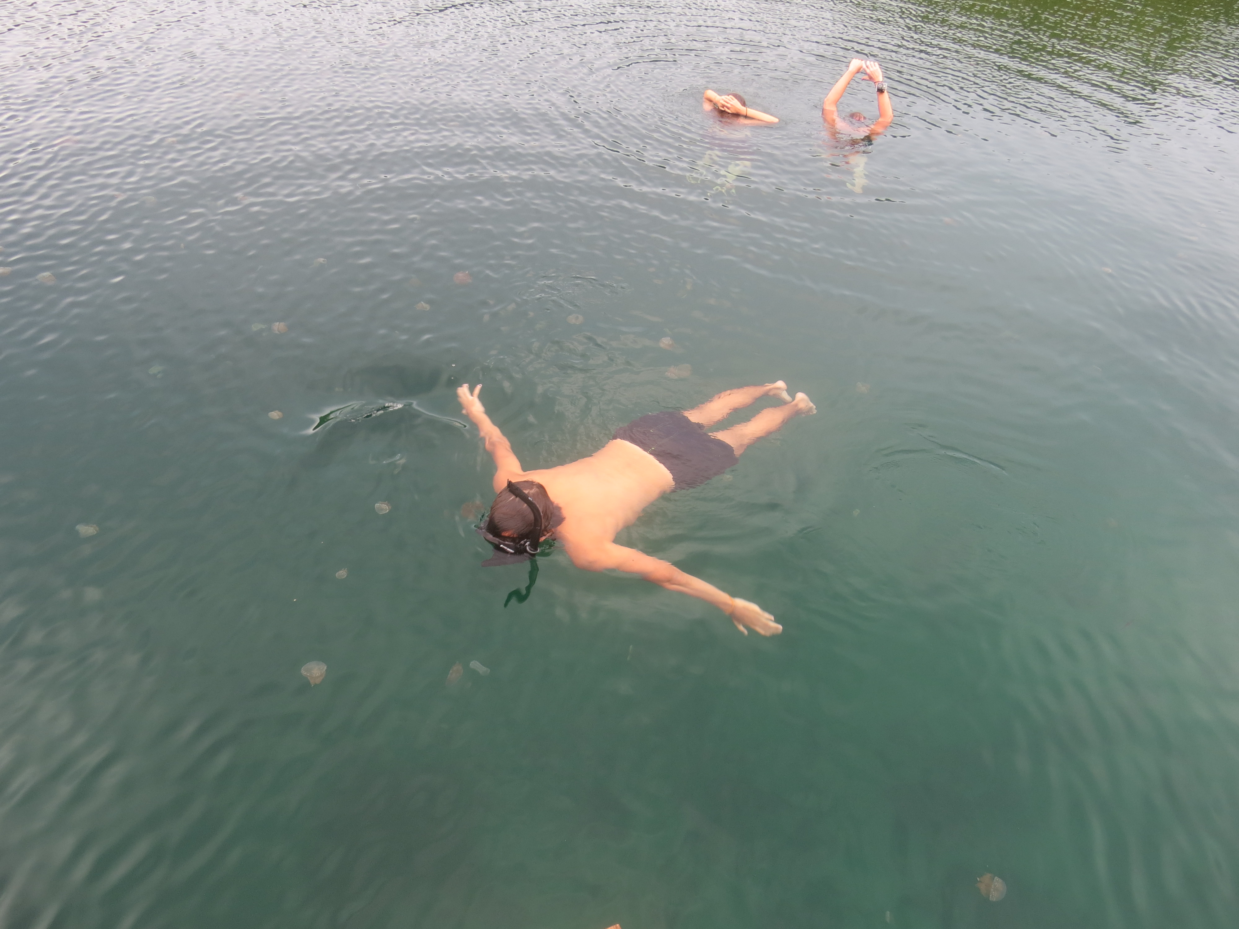 Jelly Fish Lake Togian îles