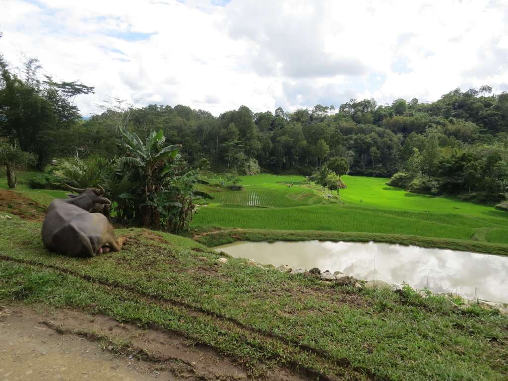 Paysage typique en Pays toraja : buffle et rizières. 