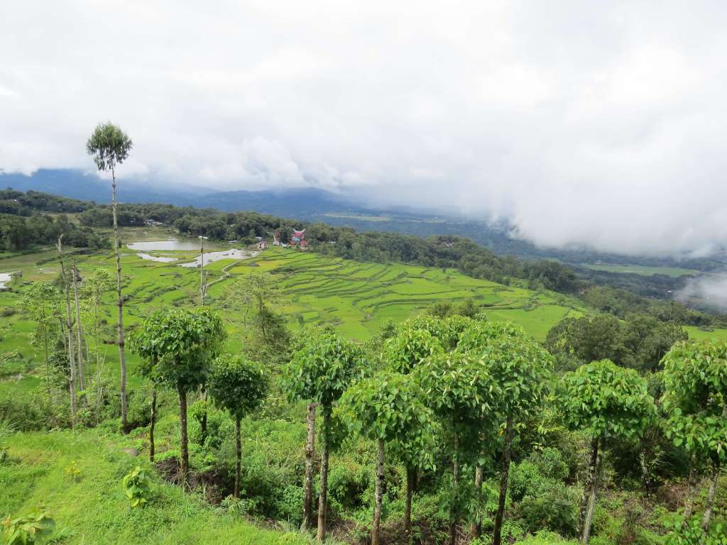 Battumonga en Pays toraja sur l'île de Sulawesi
